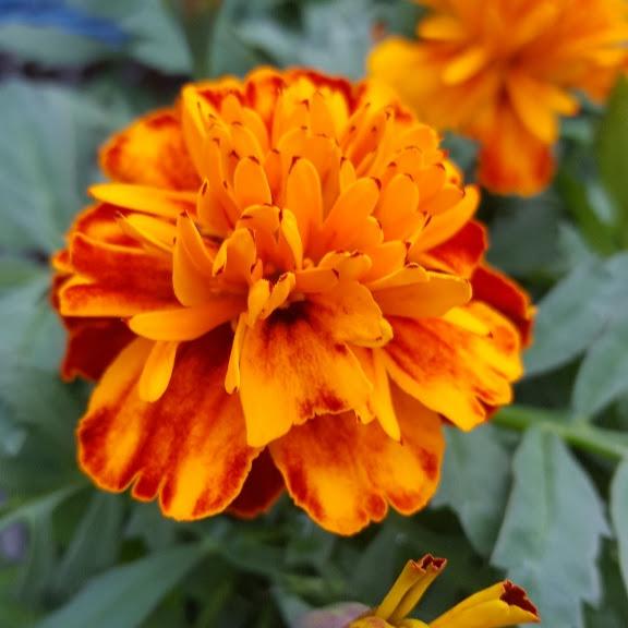 Marigold Bonanza Harmony Tagetes Patula From Hillcrest Nursery - 