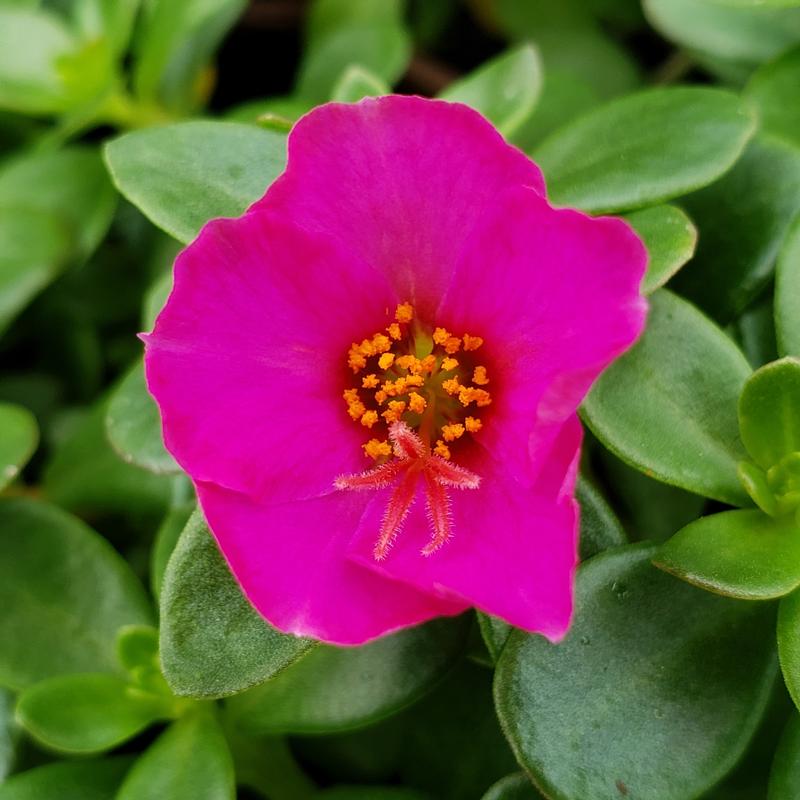 Portulaca Portulaca Rose from Hillcrest Nursery