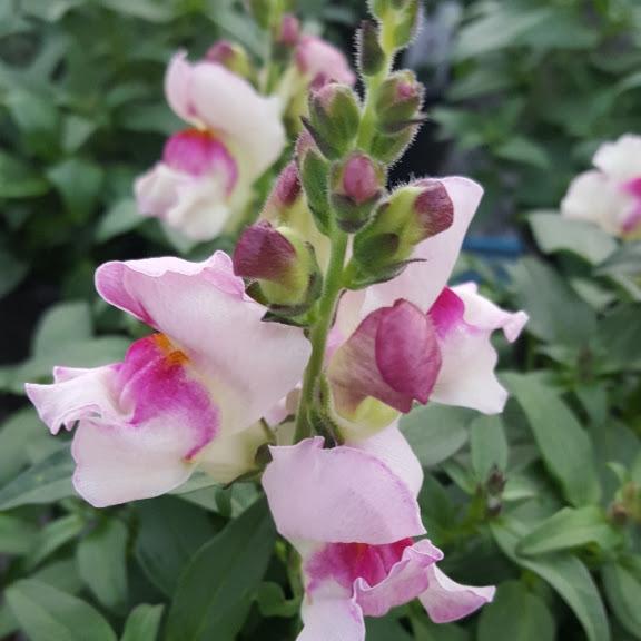 Snapdragon Crackle & Pop Lavender Bicolor Antirrhinum Majus From 