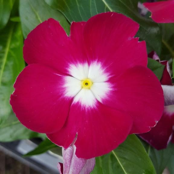 Vinca Pacifica Burgundy Halo Catharanthus roseus from Hillcrest Nursery