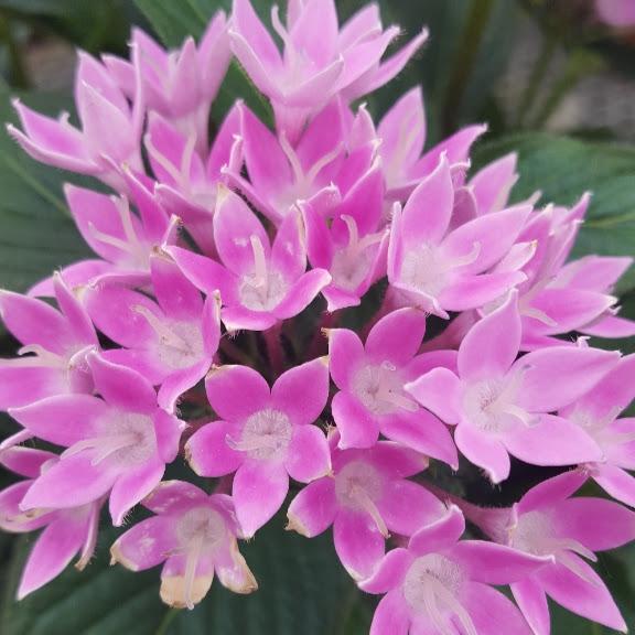 Pentas Starcluster Lavender Pentas lanceolata Lavender from Hillcrest ...