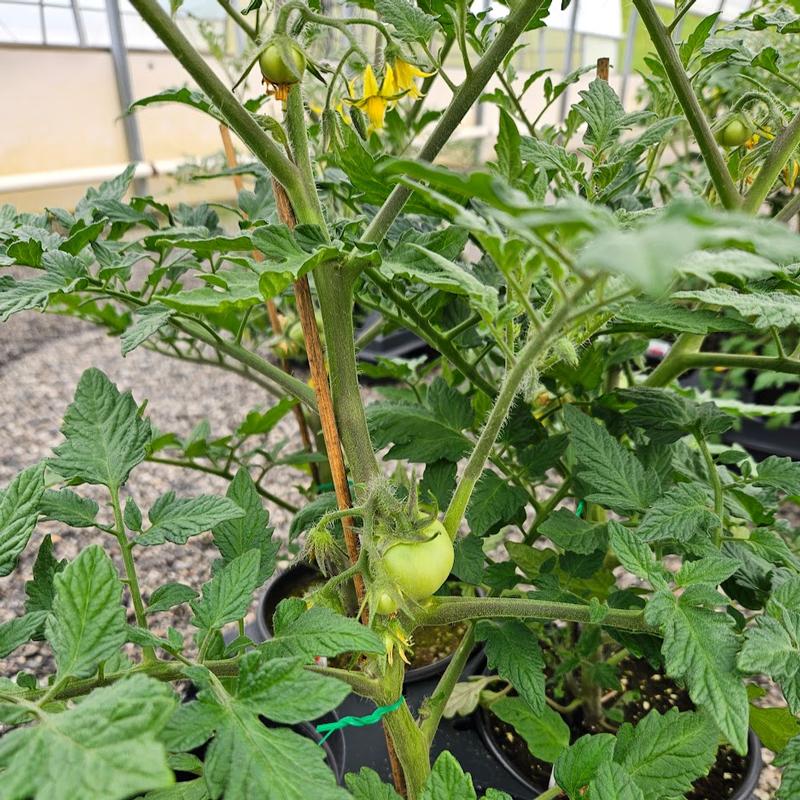 Lycopersicon esculentum 'Big Beef' - Tomato from Hillcrest Nursery