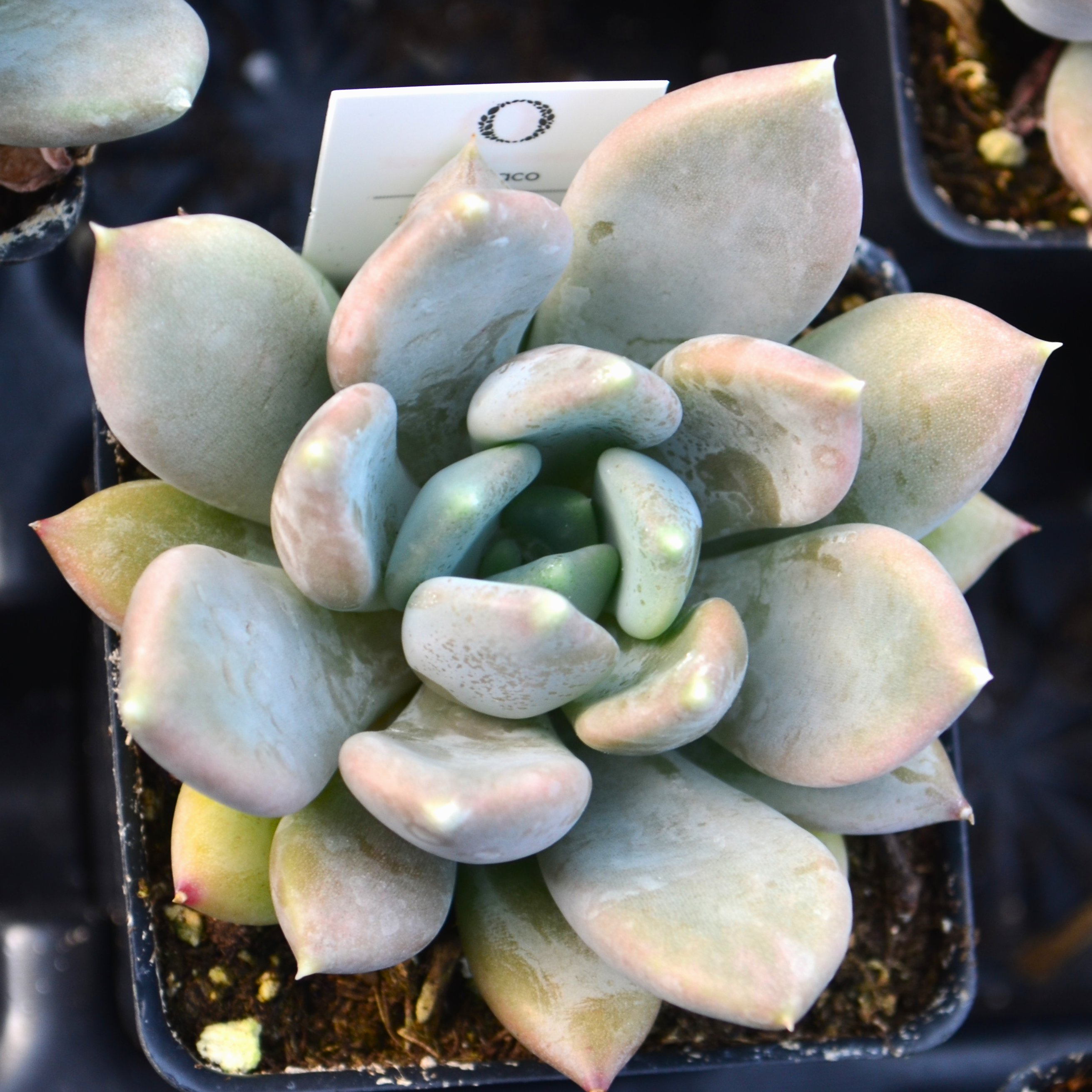 Pachyveria 'Draco' - Pachyveria from Hillcrest Nursery