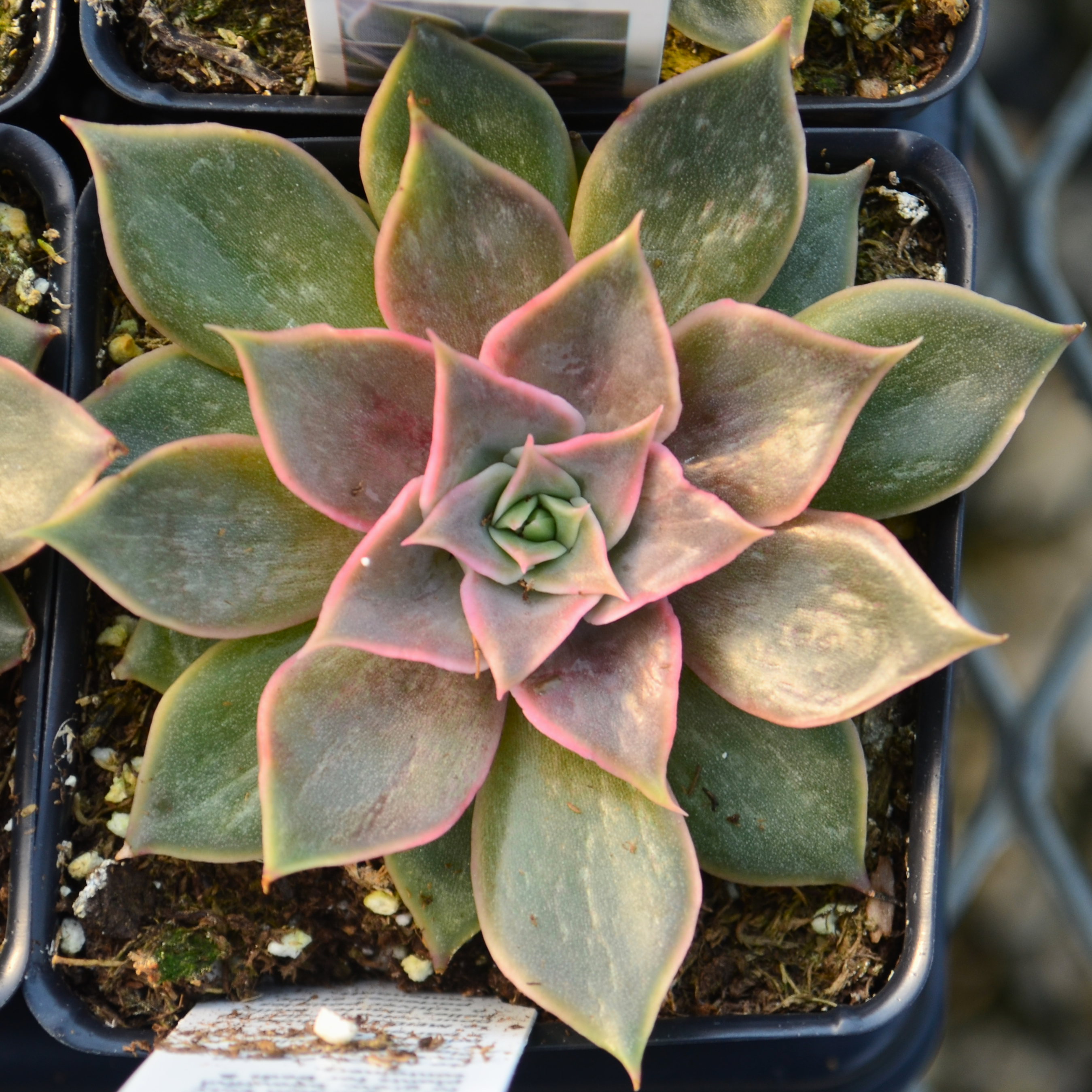 Echeveria 'Mensa' - Echeveria from Hillcrest Nursery