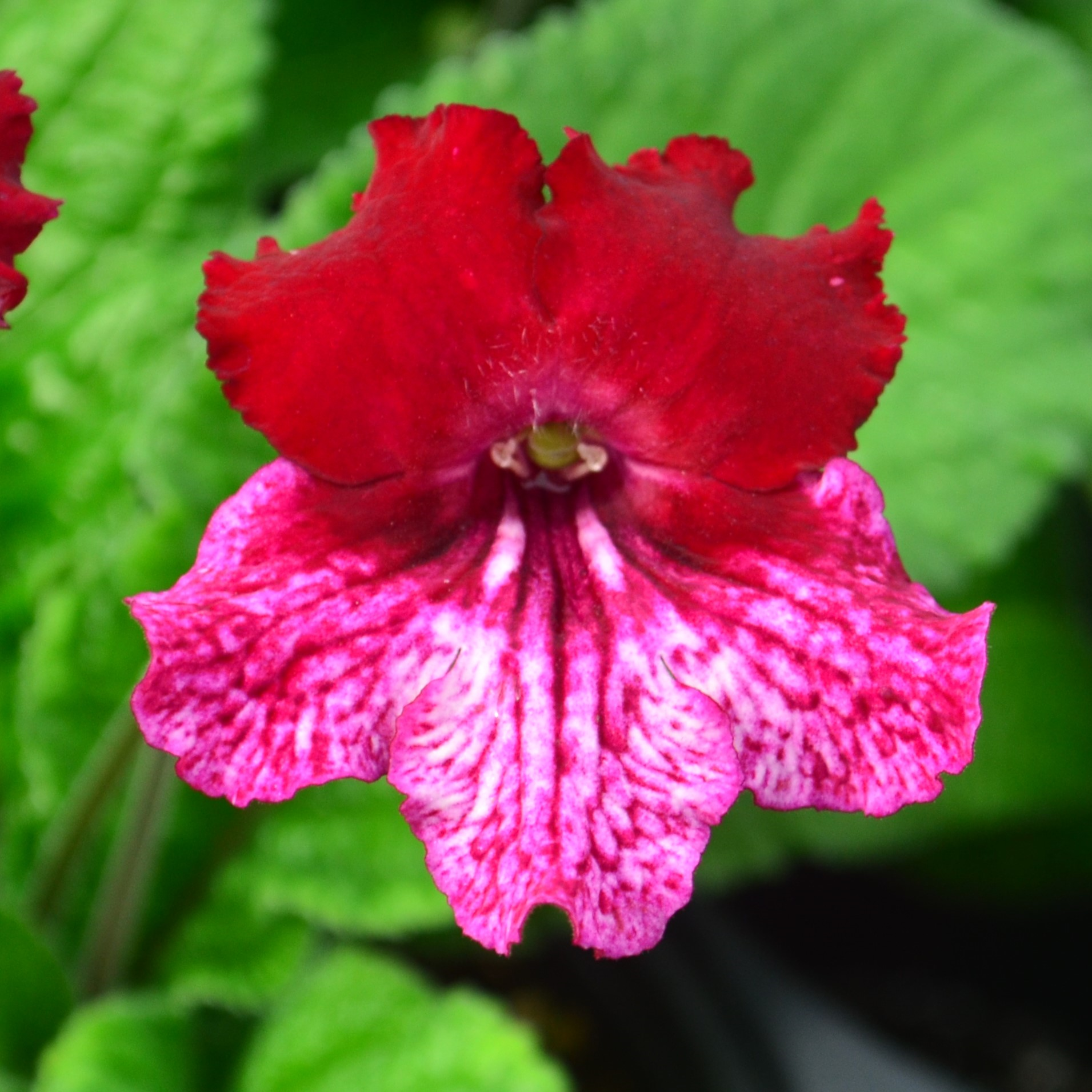 Streptocarpus Streptocarpus Red Bicolor from Hillcrest Nursery