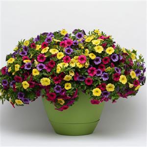 Combo - Trixi Combo Pot Gold & Bold from Hillcrest Nursery