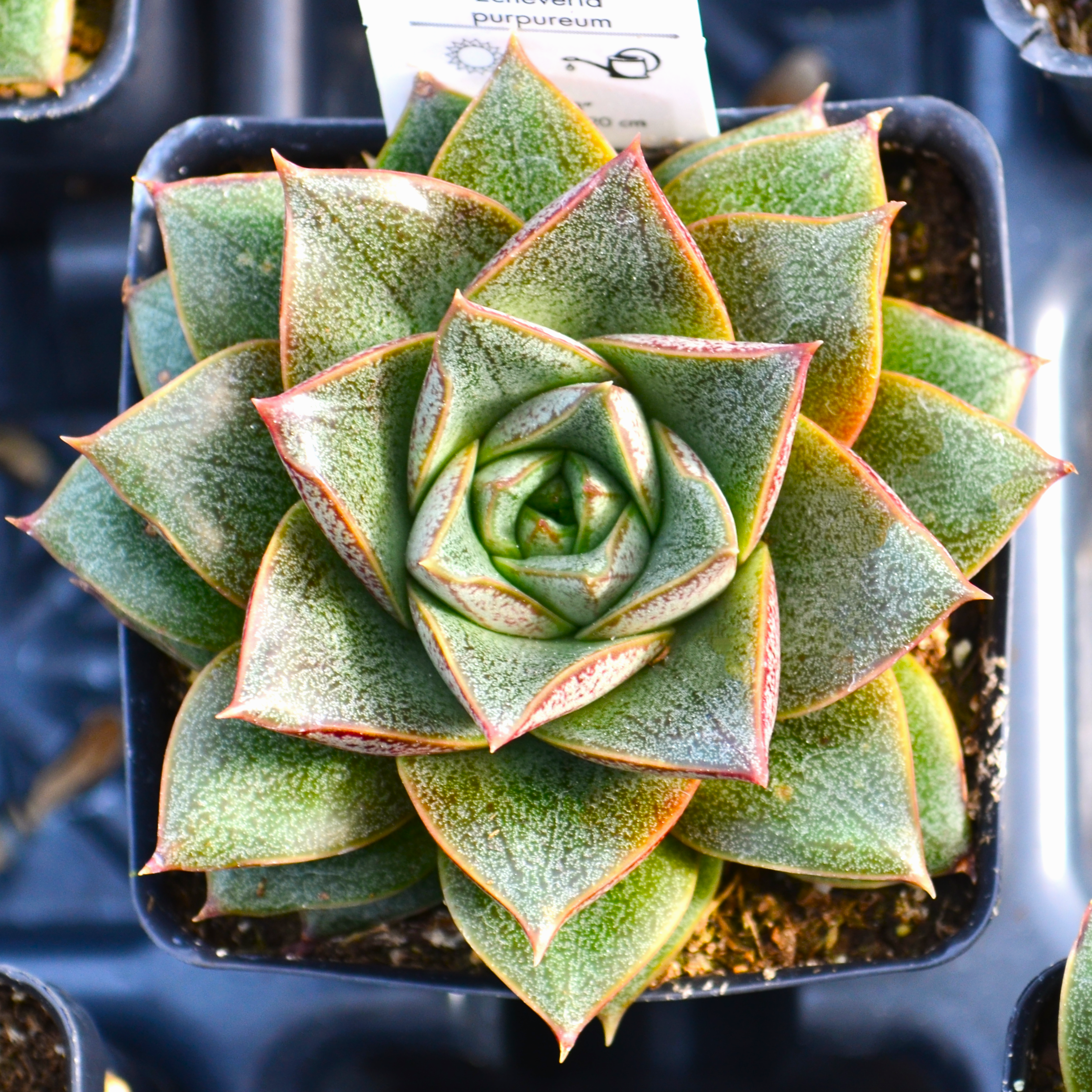 Echeveria purpureum - Echeveria from Hillcrest Nursery