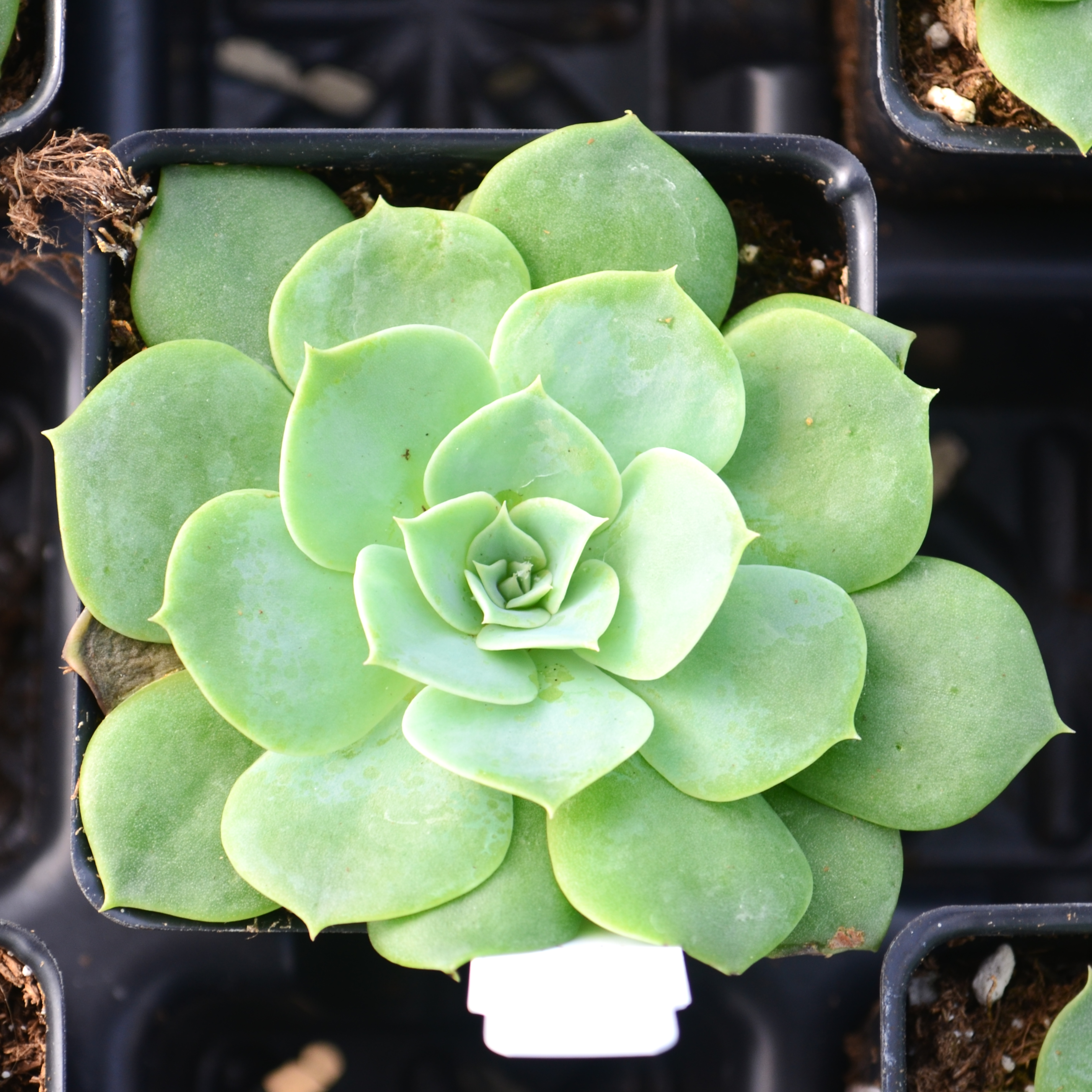 Echeveria imbricata - Echeveria from Hillcrest Nursery