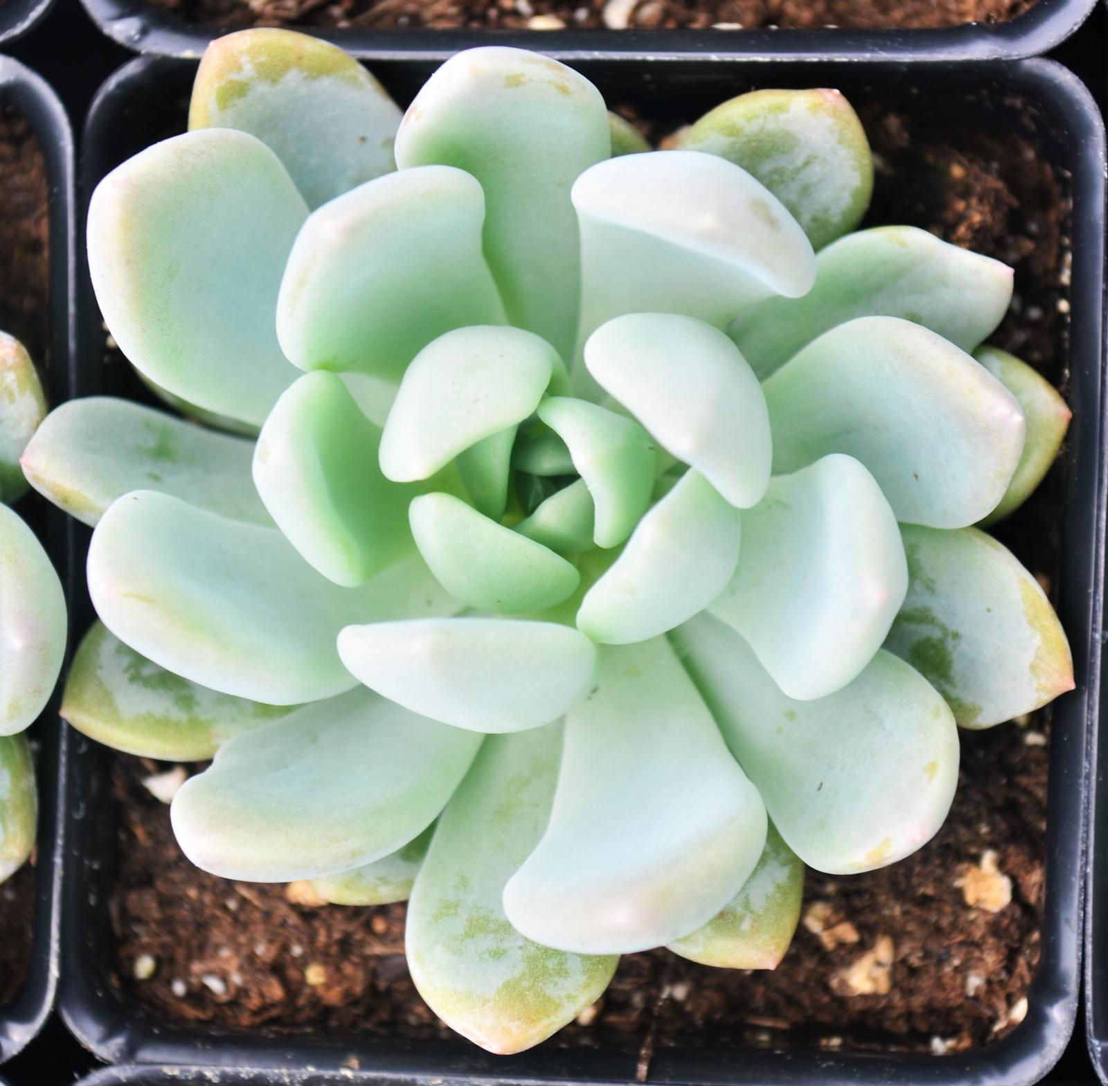 Echeveria 'Scheideckeri' - Echeveria from Hillcrest Nursery