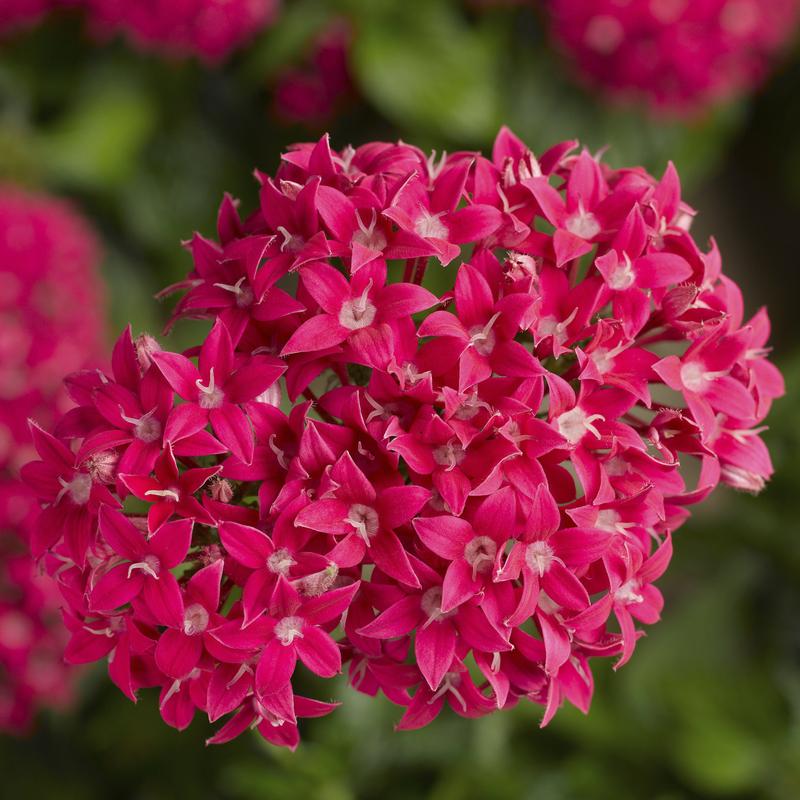 Pentas lanceolata Bee Bright 'Lipstick' - Pentas Bee Bright Lipstick from Hillcrest Nursery