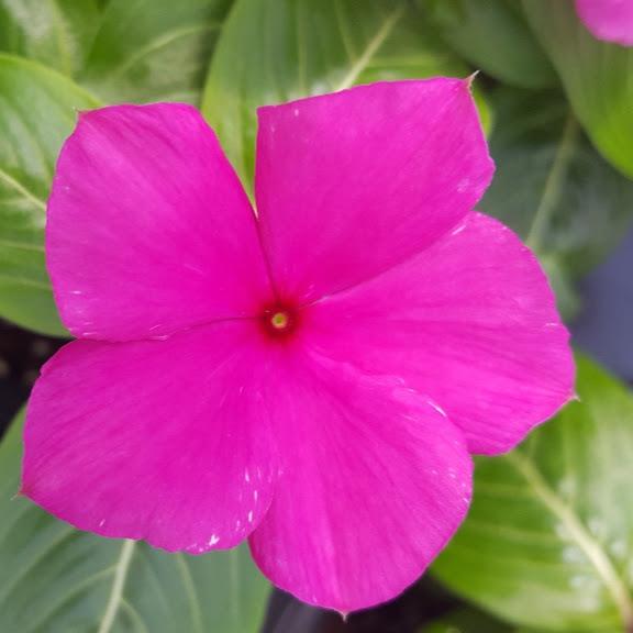 Vinca Cora Violet Catharanthus roseus from Hillcrest Nursery