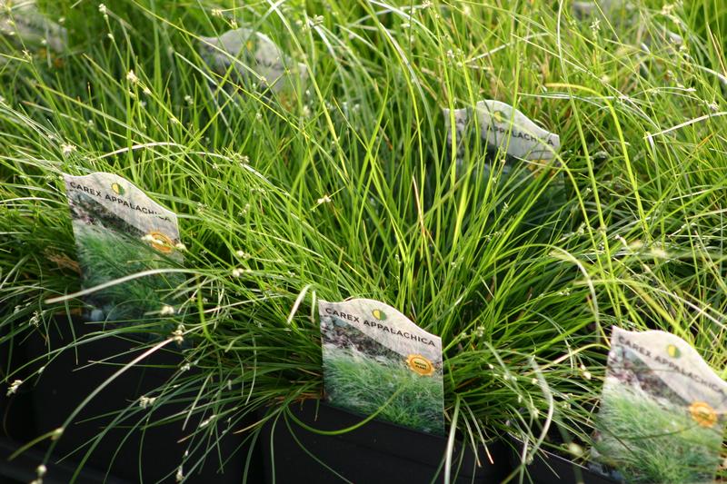 Appalachian Sedge Grass: Carex appalachica Sedge from Hillcrest Nursery