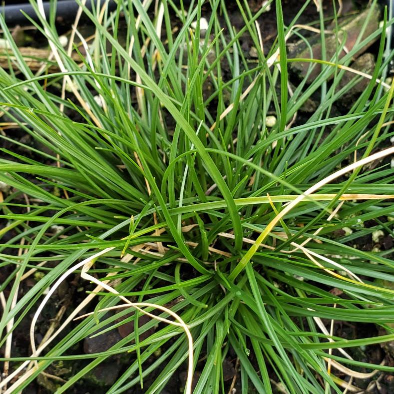 Pennsylvania Sedge Grass: Carex pensylvanica Sedge from Hillcrest Nursery