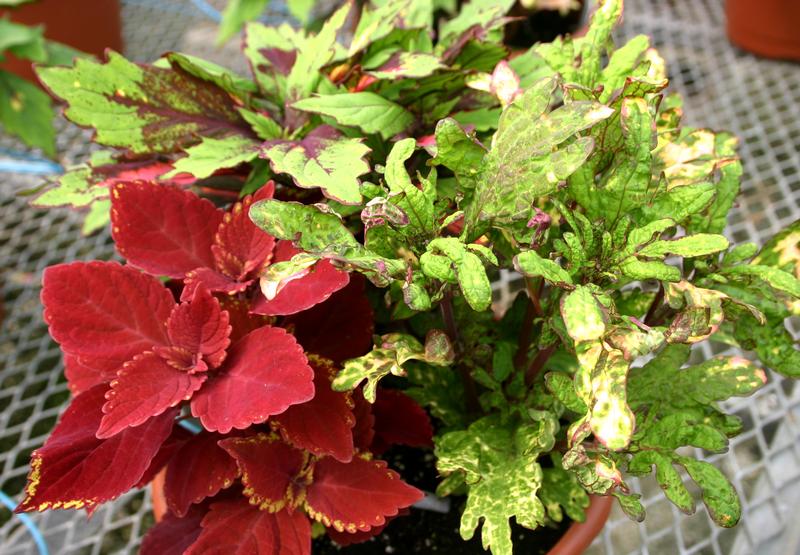 Combo Coleus Peppery Perfection Solenostemon scutellarioides Peppery ...