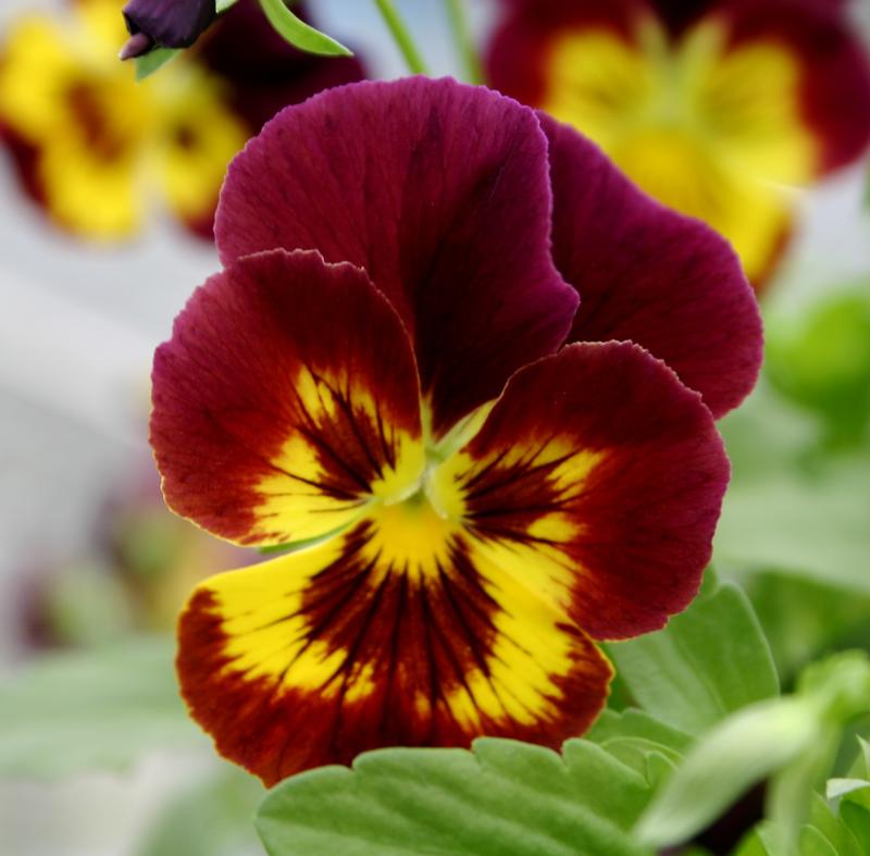 Pansy Cool Wave Fire Viola wittrockiana from Hillcrest Nursery