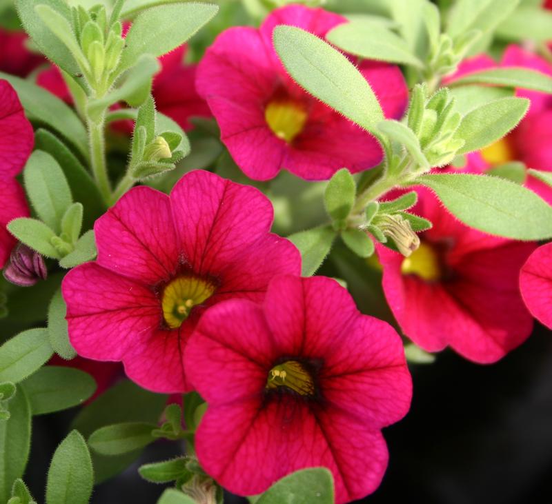 Million Bells Calibrachoa Rose from Hillcrest Nursery