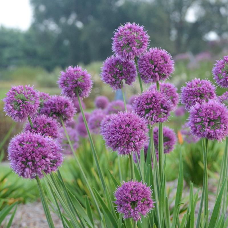 Ornamental Onion Allium Lavender Bubbles from Hillcrest Nursery