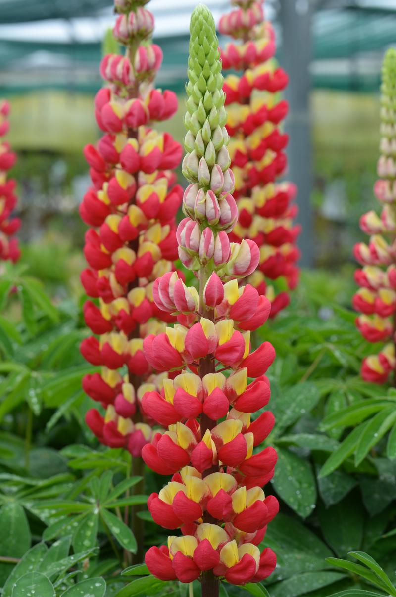 Bigleaf Lupine Lupinus polyphyllus Westcountry Tequila Flame from ...