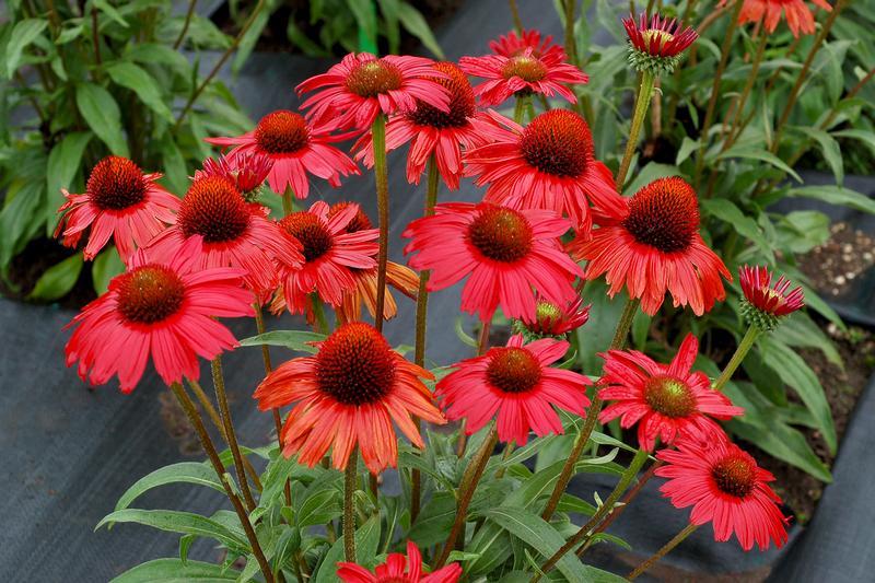 Coneflower Echinacea Kismet Red from Hillcrest Nursery