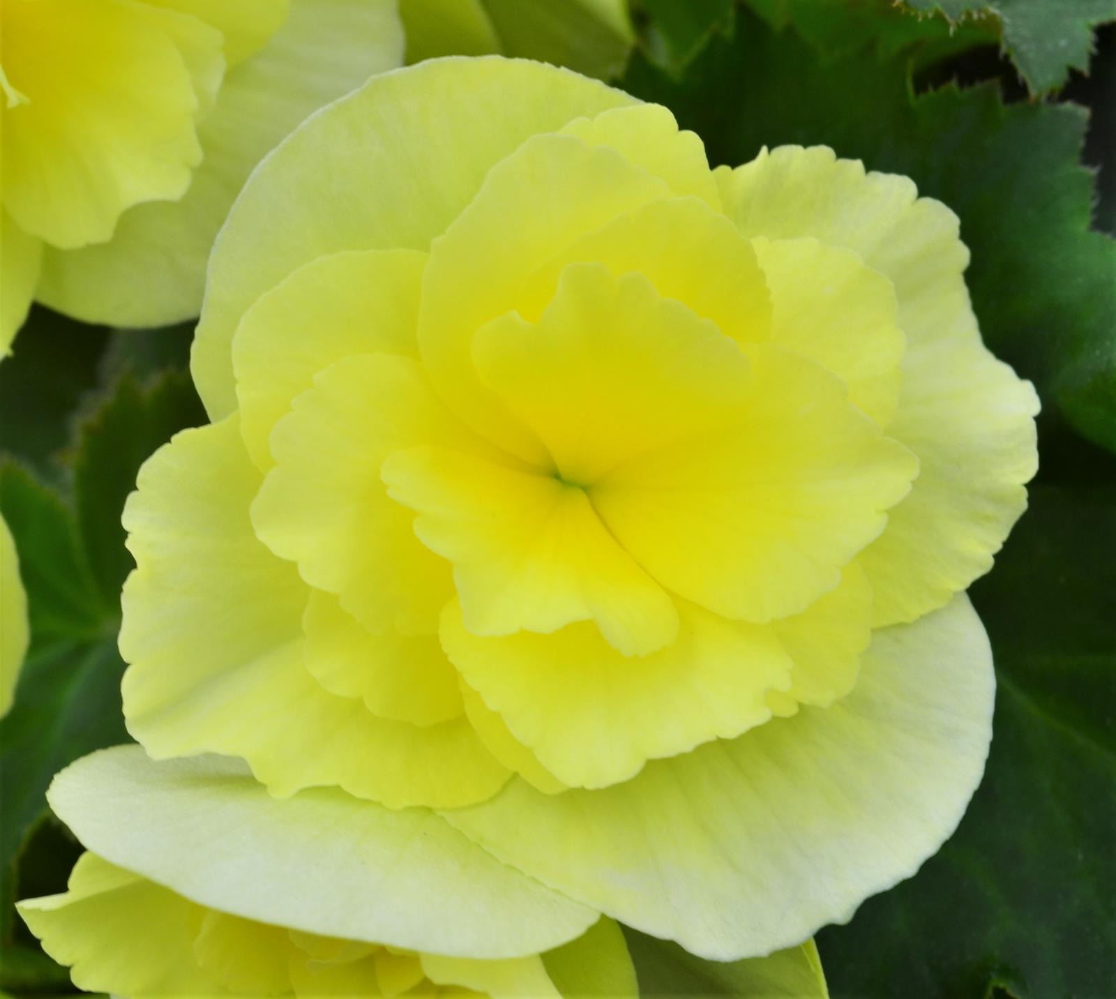 Begonia x hiemalis Solenia 'Yellow' - Begonia from Hillcrest Nursery