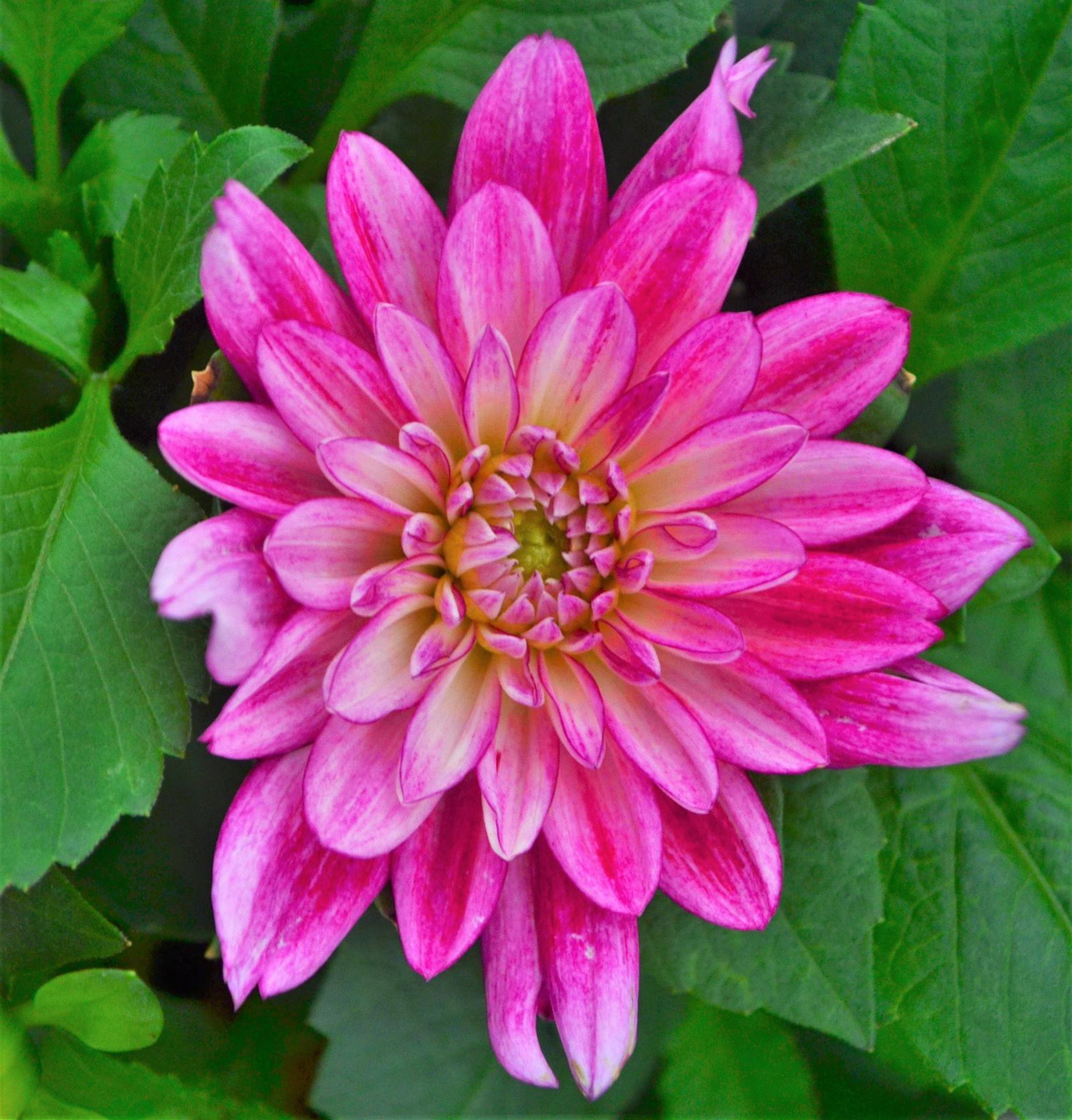 Dahlia Dahlia Electric Pink from Hillcrest Nursery