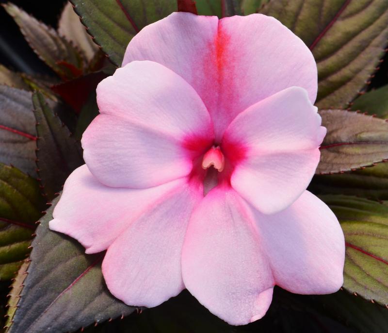 Impatiens hawkeri Clockwork 'Appleblossom' - Impatiens - New Guinea from Hillcrest Nursery