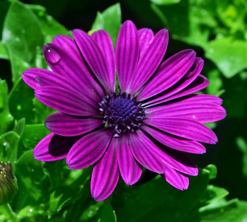 Osteospermum ecklonis Margarita 'Pink Flare' - African Daisy from Hillcrest Nursery