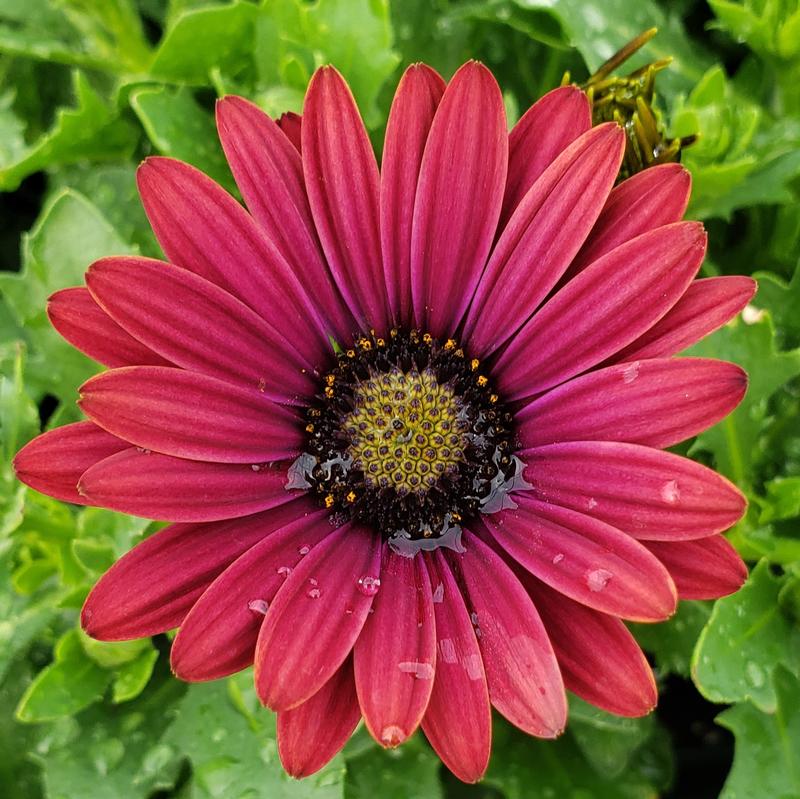 African Daisy Osteospermum ecklonis Roja Red from Hillcrest Nursery