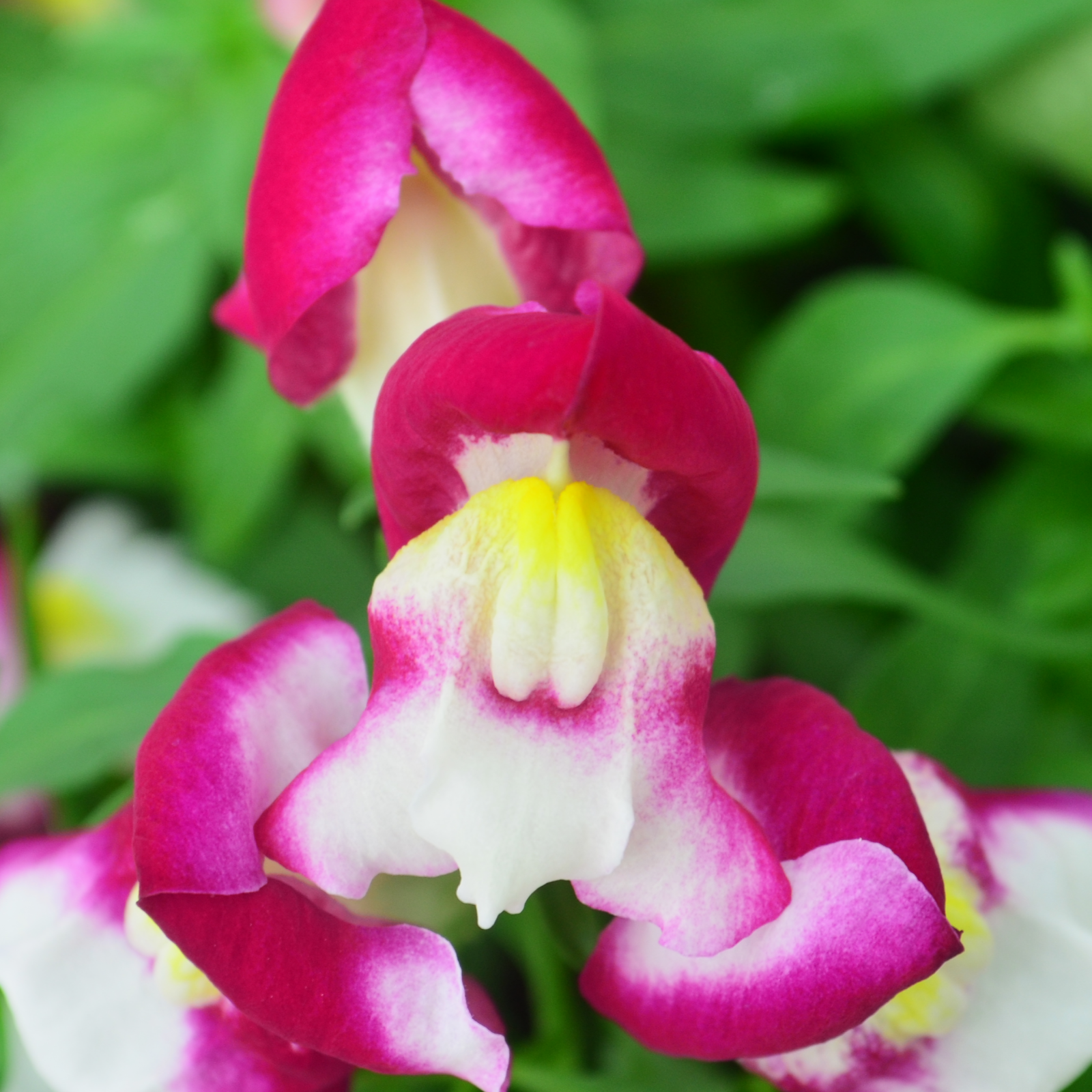 Antirrhinum majus Snapshot 'Burgundy Bicolor' - Snapdragon from Hillcrest Nursery