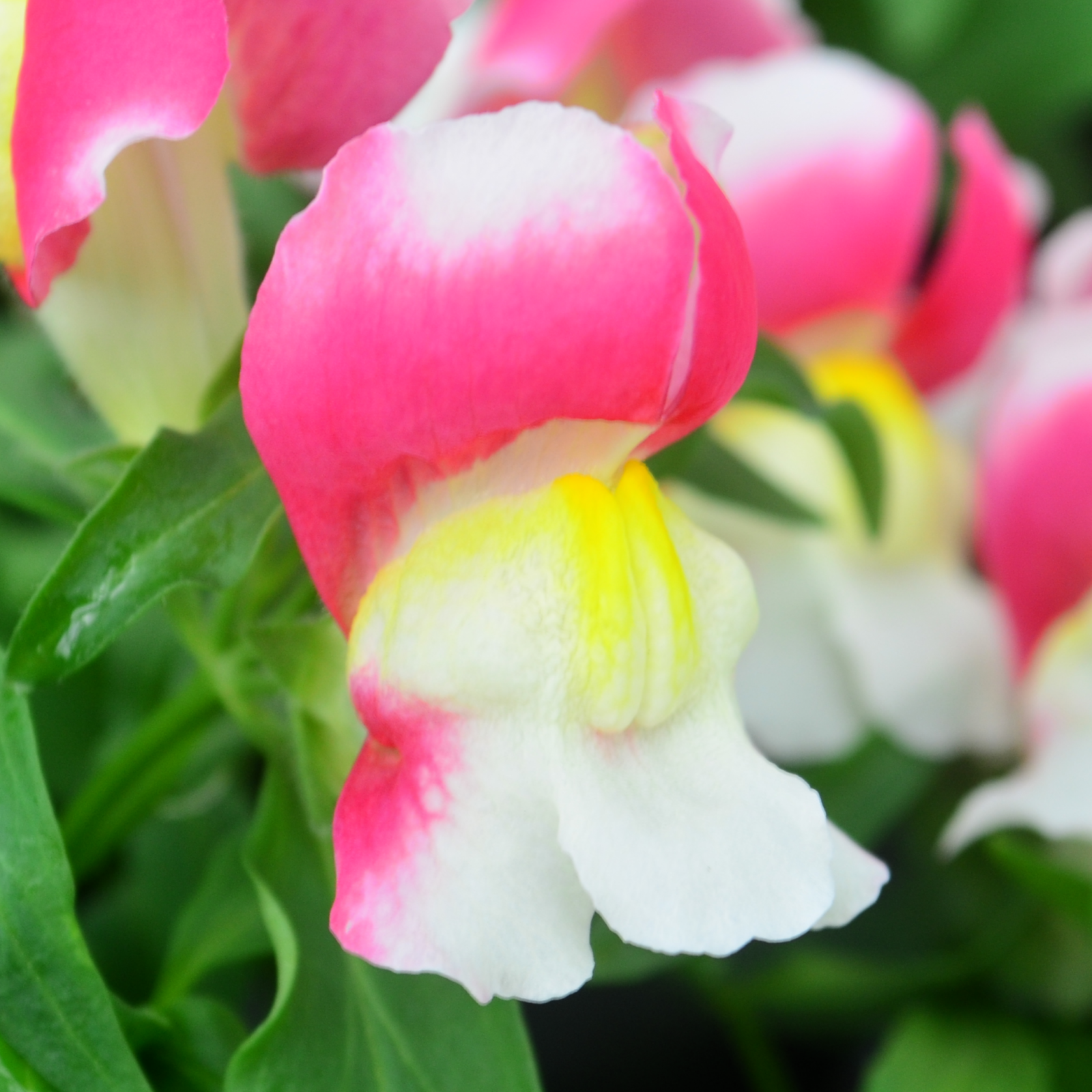 Antirrhinum majus Snapshot 'Coral Bicolor' - Snapdragon from Hillcrest Nursery