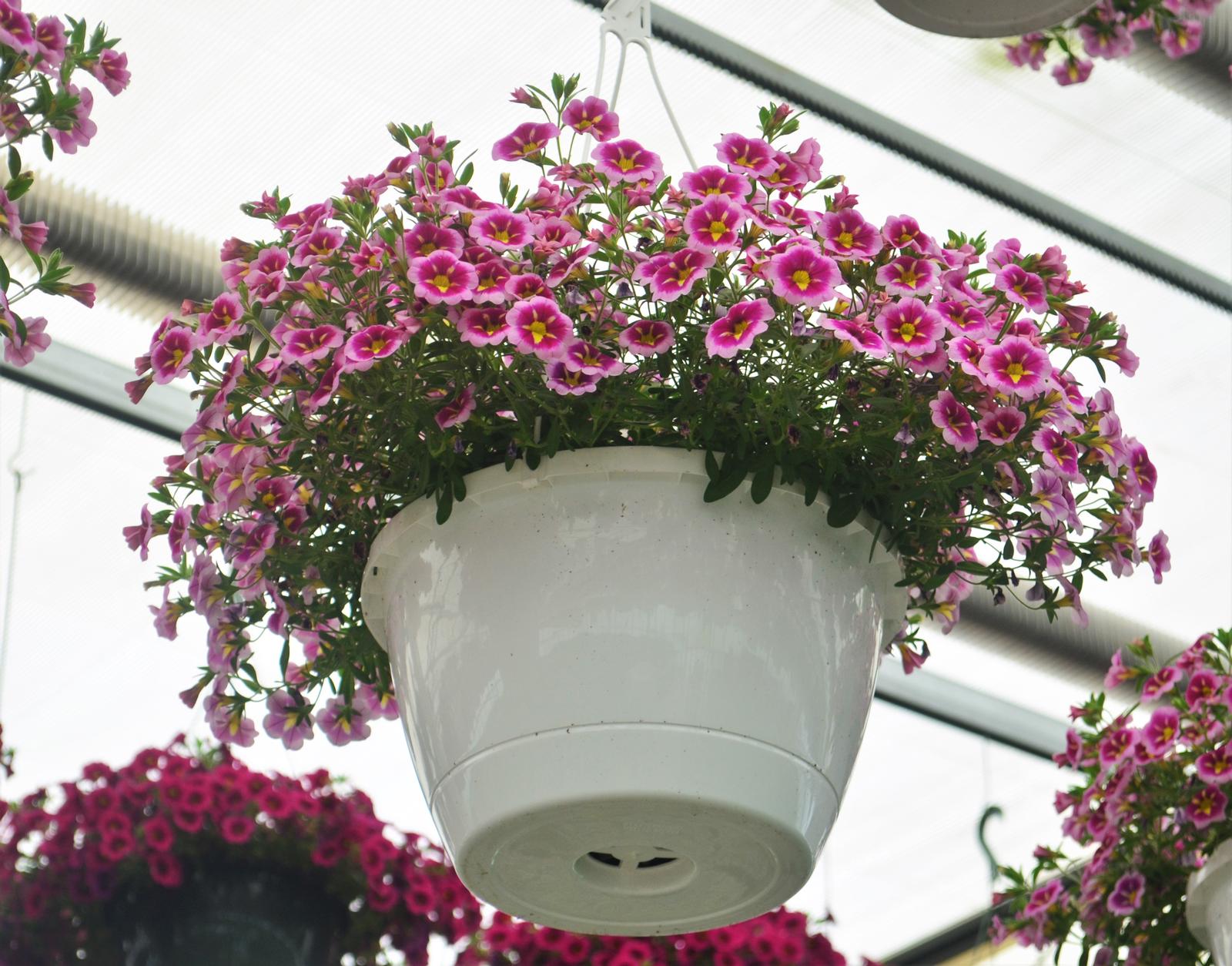 Calibrachoa Can-Can 'Bumble Bee Pink' - Million Bells from Hillcrest Nursery