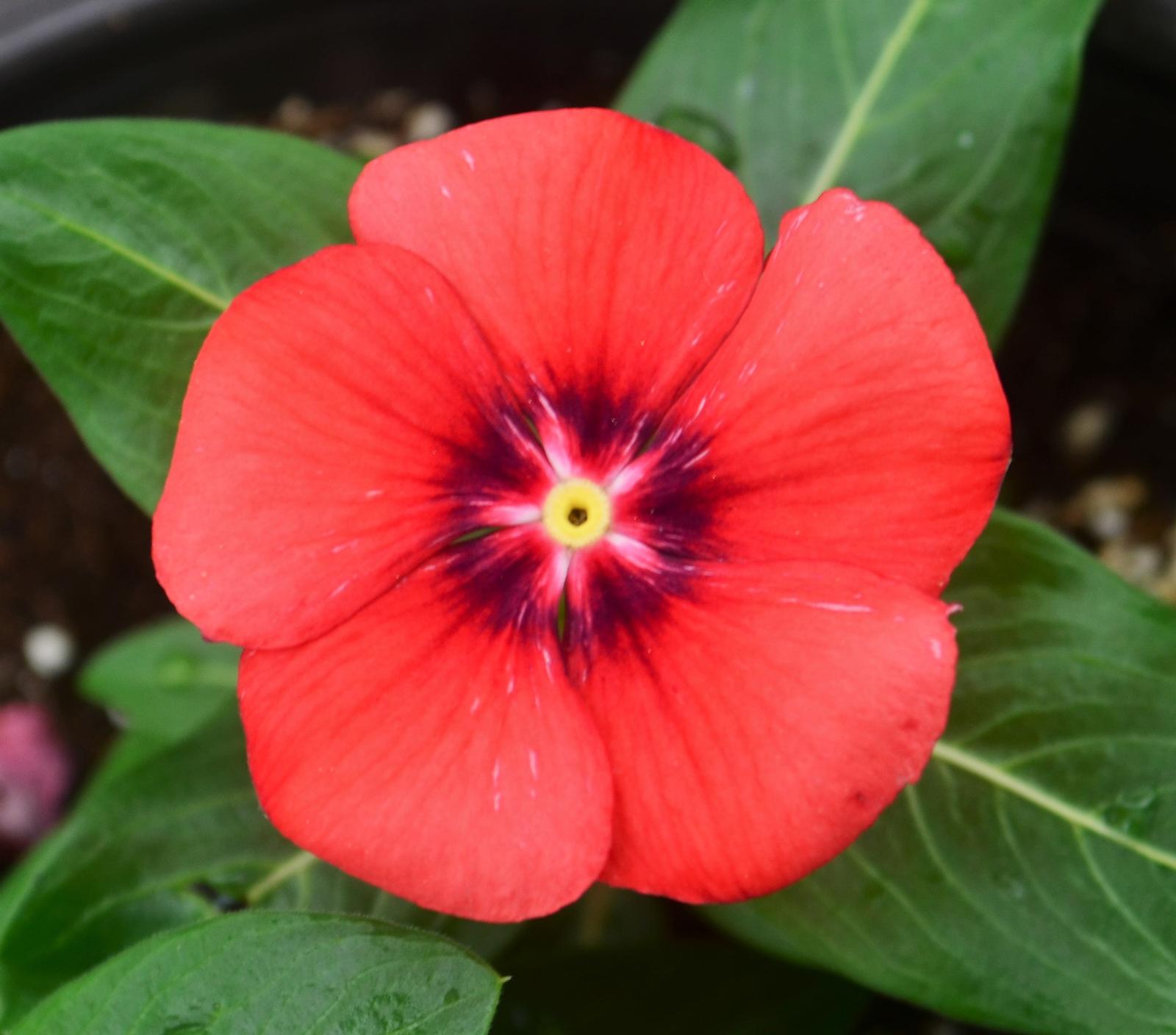 Catharanthus roseus Tattoo 'Tangerine' - Vinca from Hillcrest Nursery