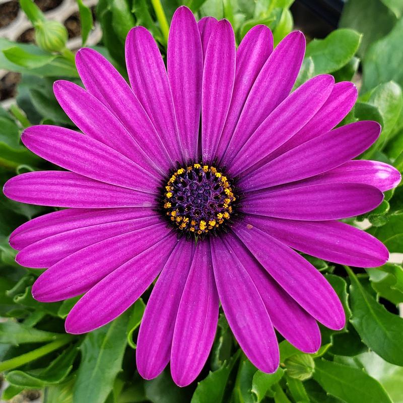 African Daisy Osteospermum ecklonis Cool Purple from Hillcrest Nursery