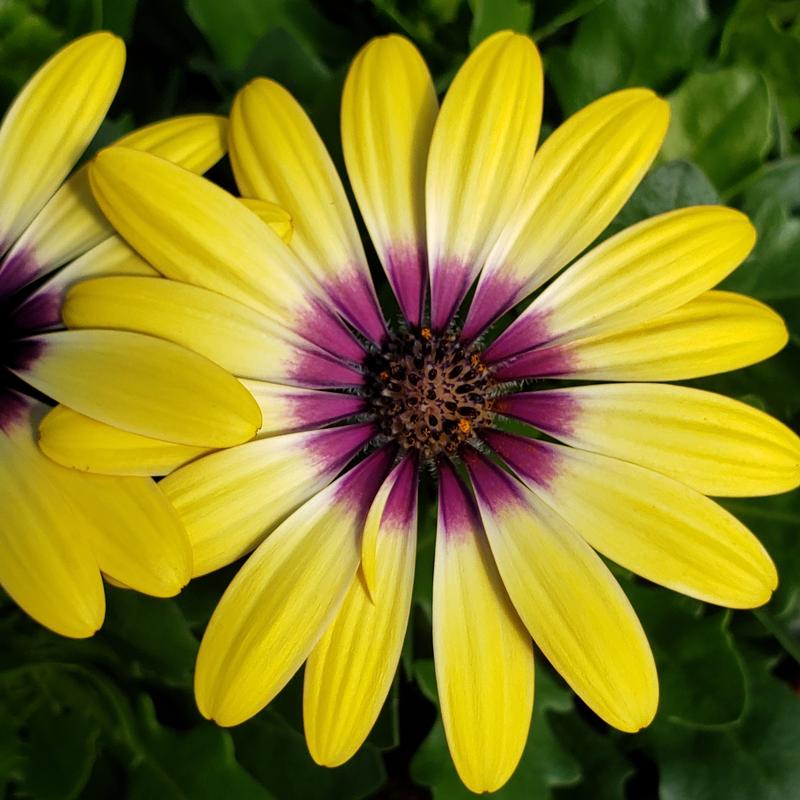 Osteo Blue Eyed Beauty Osteospermum Blue Eyed Beauty from Hillcrest Nursery