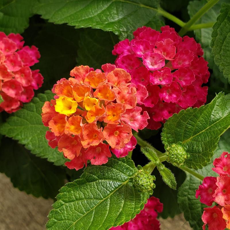 Lantana Lantana Pink Sky from Hillcrest Nursery