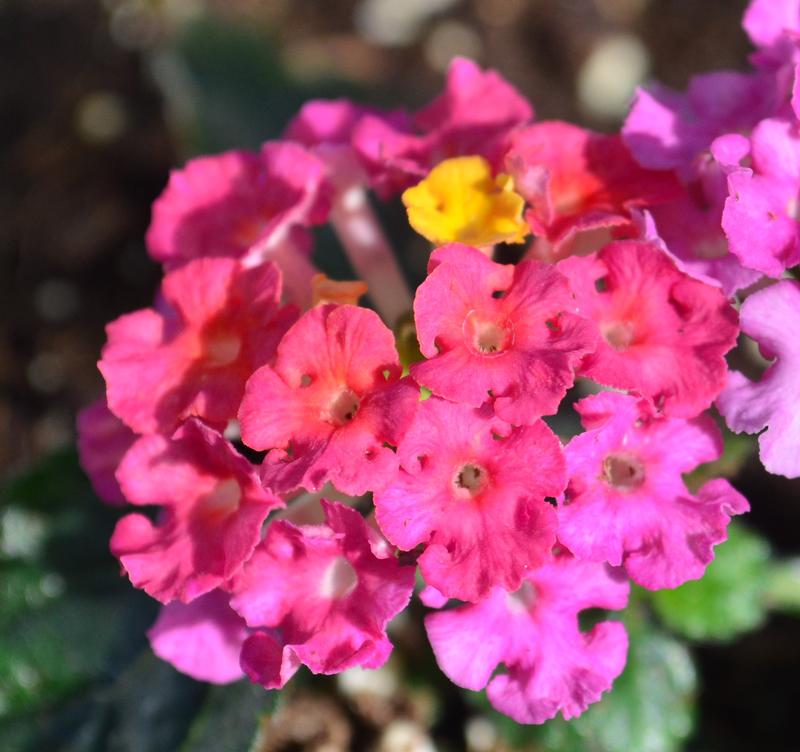 Lantana Lantana Sunset from Hillcrest Nursery