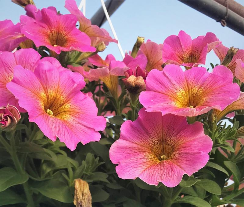 Petchoa SuperCal Premium 'Sunray Pink' - Petchoa from Hillcrest Nursery