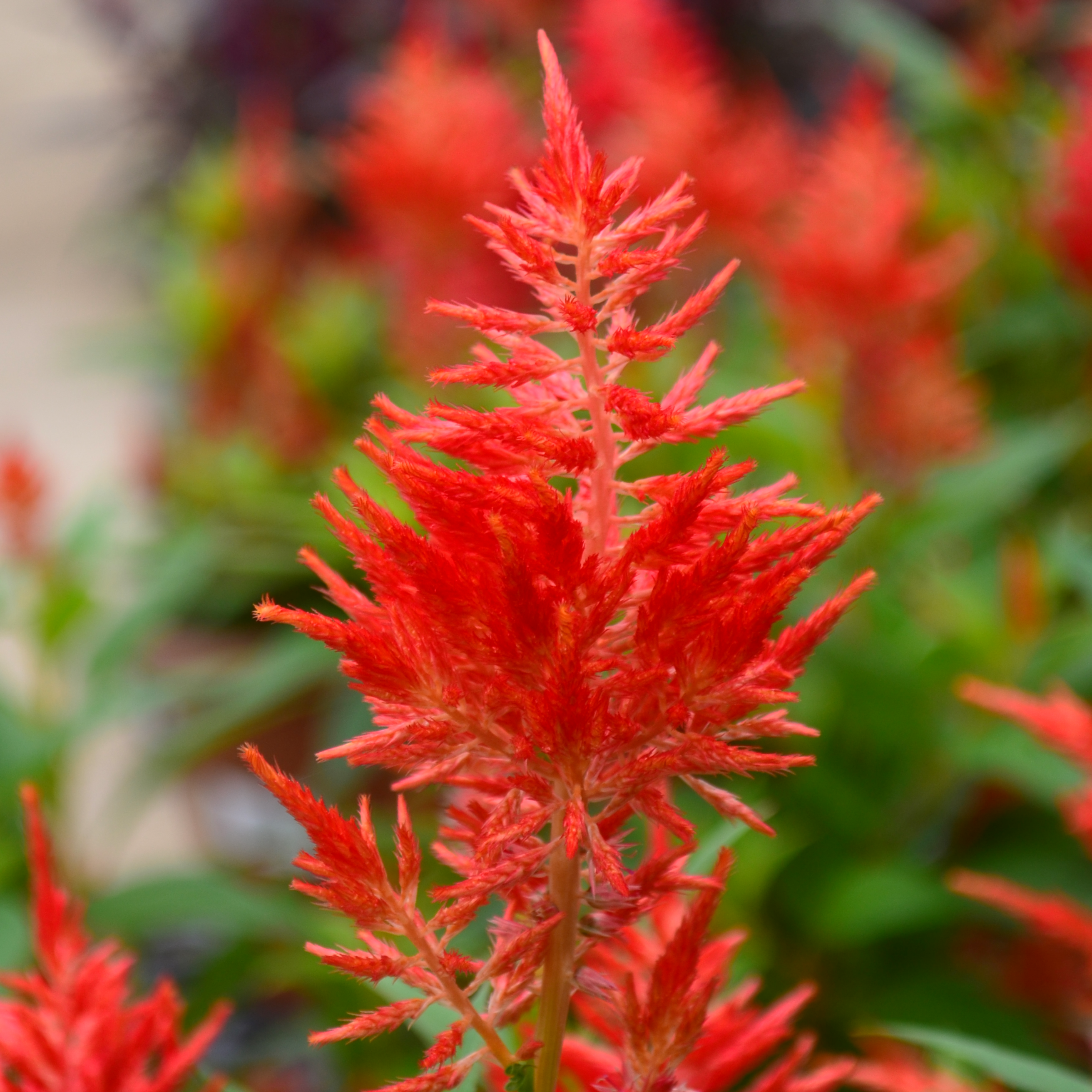 Celosia plumosa Kelos Fire 'Orange' - Cockscomb from Hillcrest Nursery