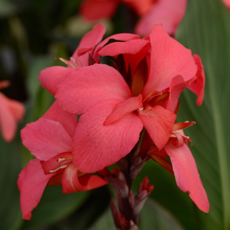 Canna Cannova Rose Canna x generalis Rose from Hillcrest Nursery