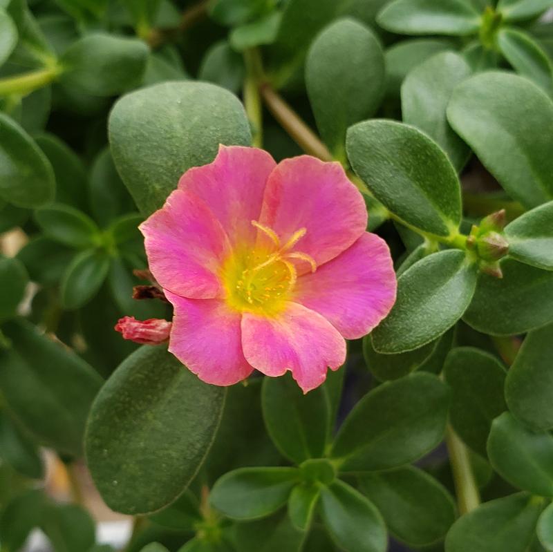 Portulaca Pazazz Pink Glow Portulaca oleracea Pink Glow from Hillcrest ...