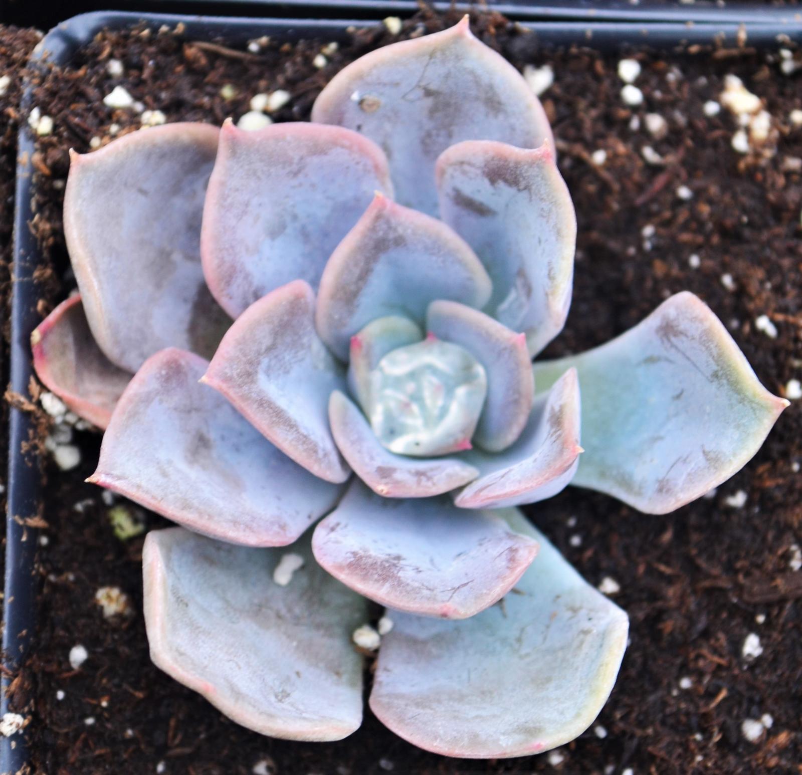 Echeveria 'Orion' - Echeveria from Hillcrest Nursery