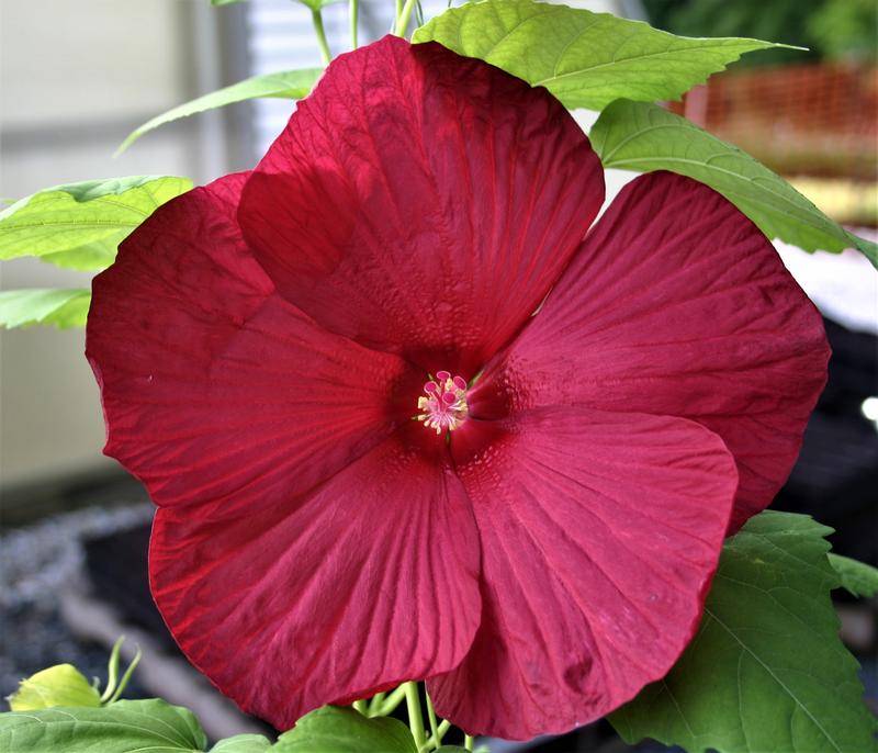 Rose Mallow Hibiscus Moscheutos Splash Pinot Noir From Hillcrest Nursery