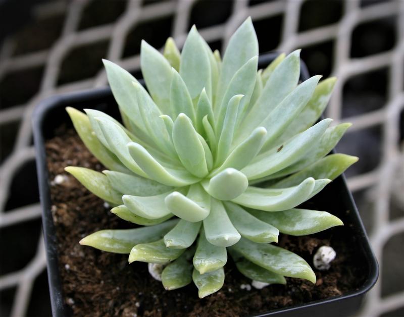 Chalk Rose Dudleya candida from Hillcrest Nursery