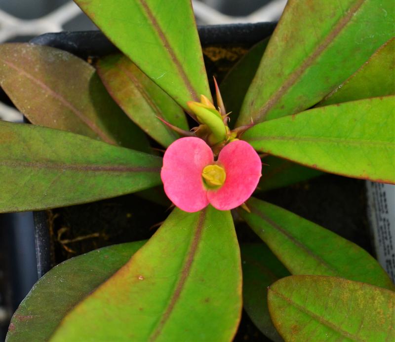 Euphorbia milii Maxi 'Pink Cadillac' - Crown of Thorns from Hillcrest Nursery