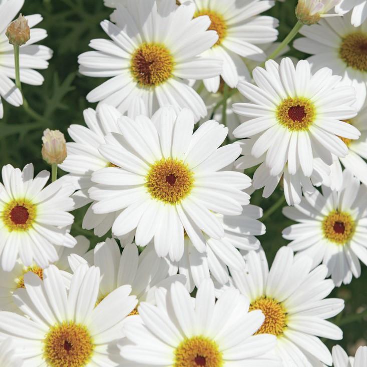 Argyranthemum Grandaisy White Argyranthemum frutescens White from ...