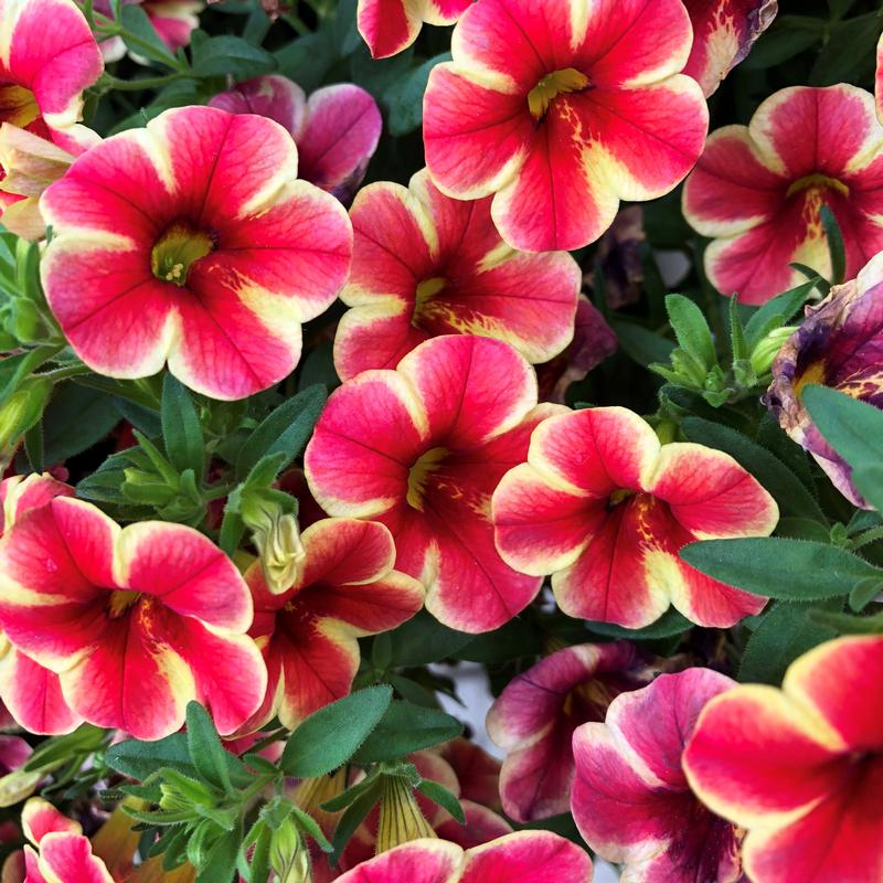 Million Bells Calibrachoa Sunset from Hillcrest Nursery