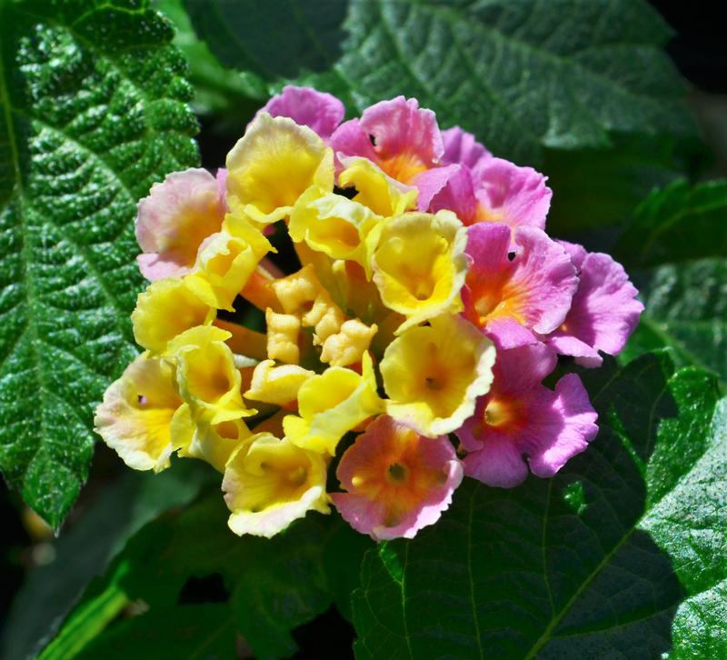 Lantana camara Bandolero 'Pink' - Lantana from Hillcrest Nursery