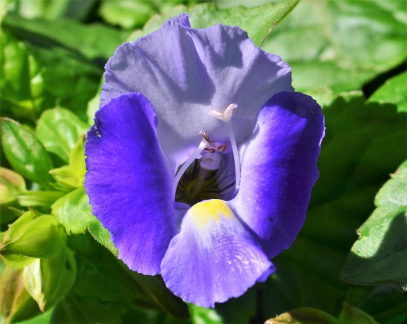 Torenia Moon 'Indigo Moon' - Wishbone Flower from Hillcrest Nursery