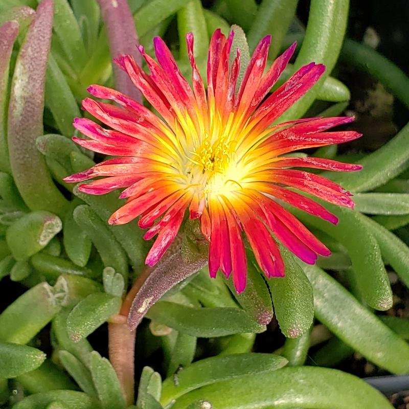 Ice Plant Delosperma Fuchsia From Hillcrest Nursery