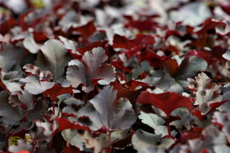 Coral Bells Heuchera Indian Summer Blackberry from Hillcrest Nursery